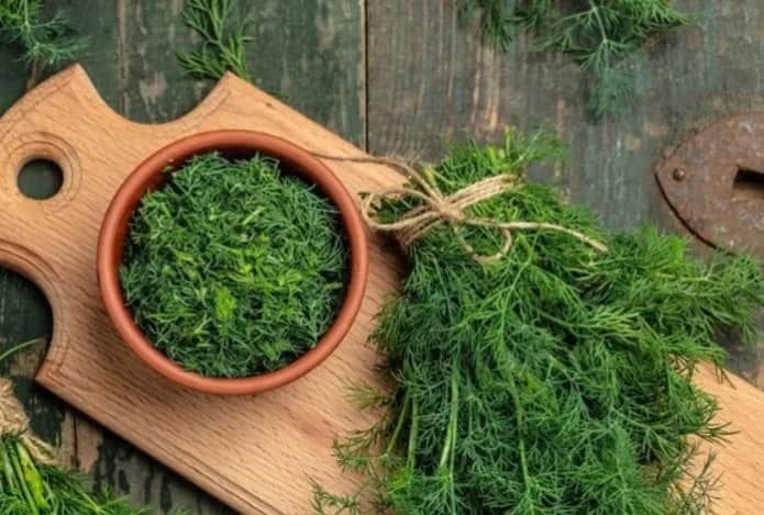 تصویر 3 از شوید خشک درجه یک مناسب آشپزی و صنایع غذایی